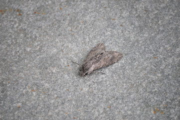moth insect animal
