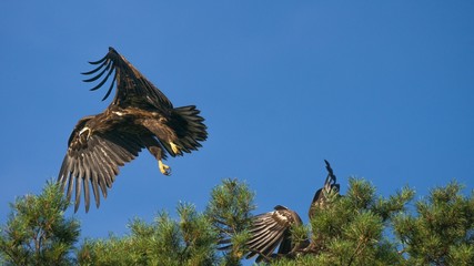 White tailed eagle  (Haliaeetus albicilla)