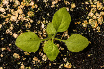Young Tobacco Plant (Nicotiana benthamiana)