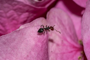 Little ant above a pink petal