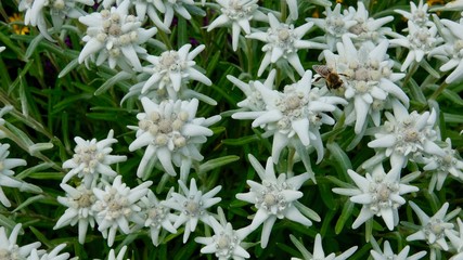 Blühendes Alpen Edelweiss im Hochgebirge