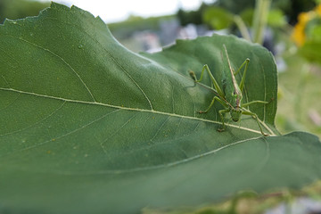 Close up, Nahaufnahme einer grünen Heuschrecke, Tettigonia viridissima zwischen Blättern