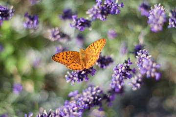 Papillon sur lavandes