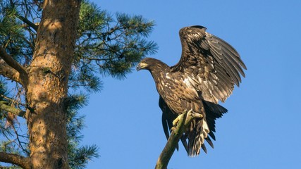 White tailed eagle  (Haliaeetus albicilla)
