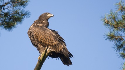 White tailed eagle  (Haliaeetus albicilla)
