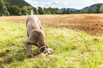 Weimaraner dig a hole in the ground. A hunting dog hunts a mouse in the grass. Dog hid his head in...
