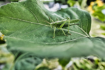 Close up, Nahaufnahme einer grünen Heuschrecke, Tettigonia viridissima zwischen Blättern