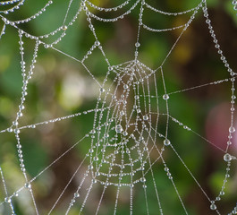 Drops of water on the spider web. The morning dew. Beads. Beautiful background, texture