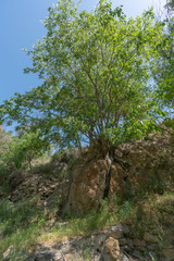 Fototapeta na wymiar tree growing among the rocks