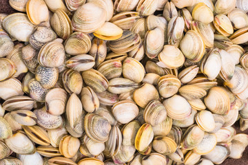 Live Vongole on sale at Sydney Fish Market, Pyrmont, Sydney, NSW, Australia.