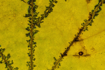 Senescent Maple (Acer spec.) Leaf