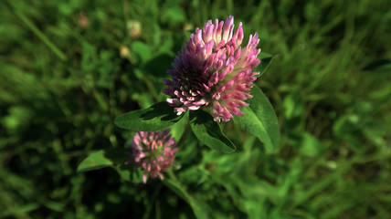  view of pink clover on a green background    