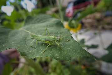Close up, Nahaufnahme einer grünen Heuschrecke, Tettigonia viridissima zwischen Blättern