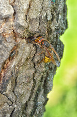 The wasp sits on the bark of a tree.