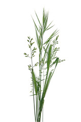Fototapeta premium Bouquet de brins d'herbe 