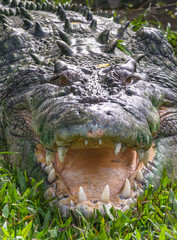 Saltwater crocodile in Kakadu, Northern Territory, Australia.