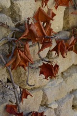 Dried autumn leaves growing on a wall