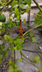 caterpillar on leaf