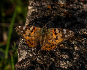 Obraz premium Painted lady buttefly landed on a concrete block.