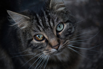 Portrait of a tabby cat with heterochromia in his right eye