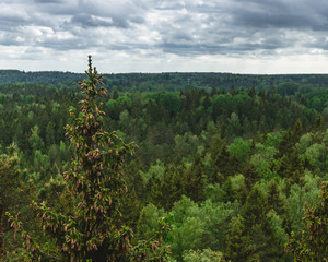 Obraz premium Spruce tree with cones on a forest background.