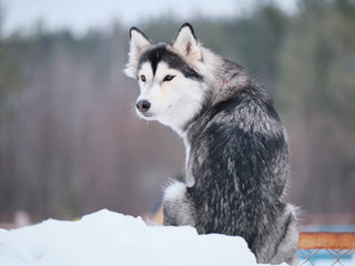 siberian husky dog