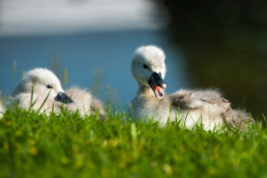 Mute swans with cygnets in morning light. Cambourne, Cambridgeshire, England.