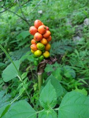 wild berries : red and yellow round berry-like fruits found in jungles.