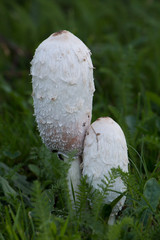 Two, fresh shaggy ink cap (Coprinus comatus) growing side by side