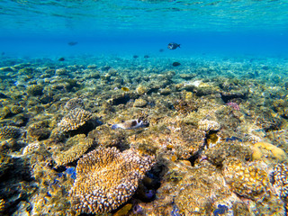 colorful corals and exotic fishes at the bottom of the red sea. beautiful natural summer background