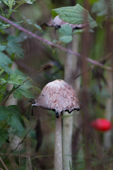 Overripe shaggy ink cap (Coprinus comatus) growing in bushes