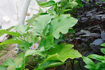 Purple flower eggplant in a greenhouse. Agricultural concept
