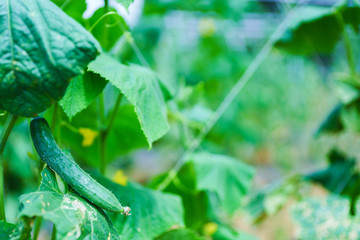 収穫期の国産のキュウリ【夏イメージ】