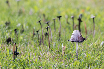 Overripe shaggy ink cap (Coprinus comatus) in front of decaying individuals