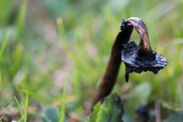 Fully decayed shaggy ink cap (Coprinus comatus) in grassland