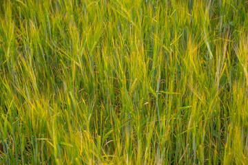 Ears of barley in the field background