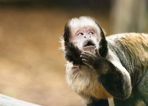 Tufted capuchin monkey (Sapajus apella) with cheeky expression.