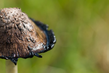 Close-up view of the cap of a decaying shaggy mane (Coprinus comatus)