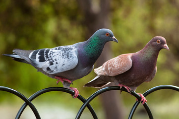Two pigeon in St James park, London. UK.
