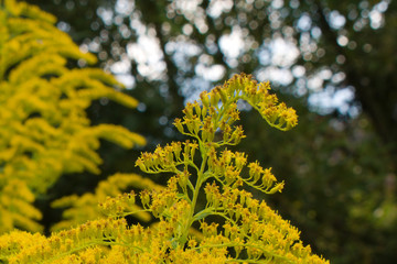 bright yellow flowers of wild plant on blurred background