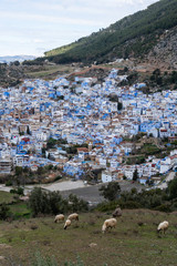 blue city Chefchaouen with shepherd and sheep