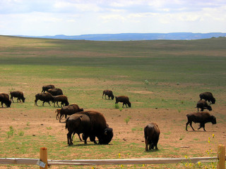 Naklejka na ściany i meble Herd of grazing bisons