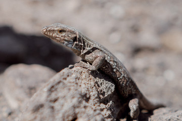 lizard on a rock