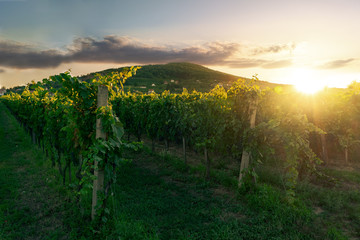 Fototapeta premium winery rows of grape vines in Villany Hungary with Szarsomlyo hill and sunset