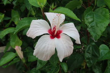 red hibiscus flower