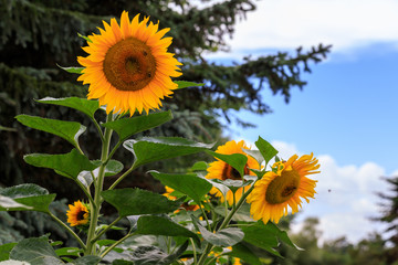 Sonnenblume