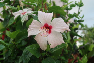 red hibiscus flower