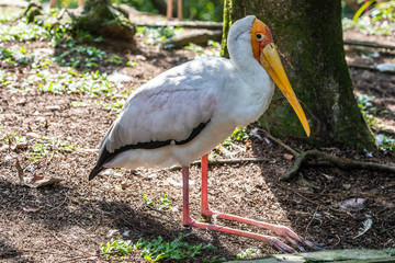 Taman Burung, bird park, Malaysia, Kuala Lumpur