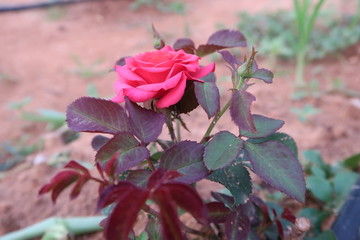 pink rose in garden