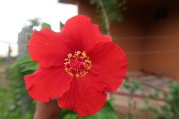 red poppy flower